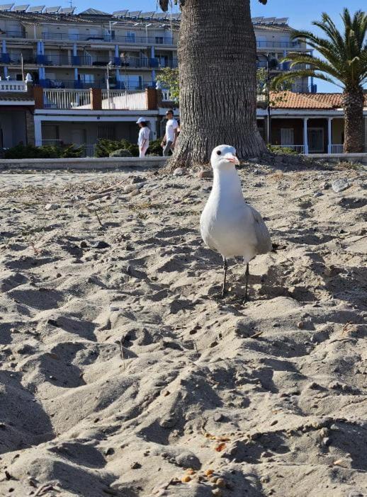 Habitacion En Piso Compartido Cerca De Playa Διαμέρισμα Xilxes  Εξωτερικό φωτογραφία